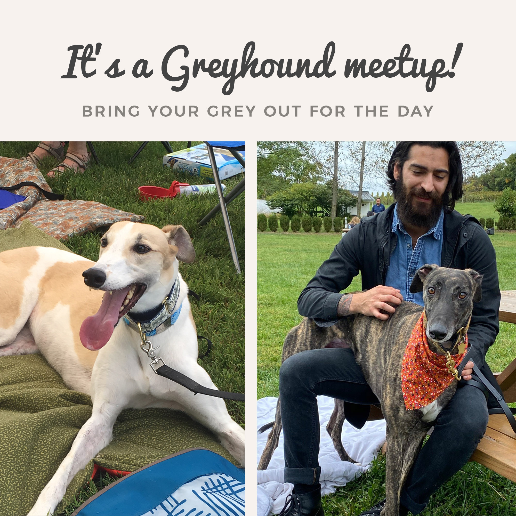 greyhound meetup