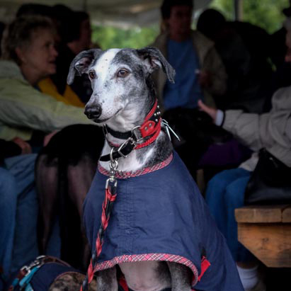 greyhound