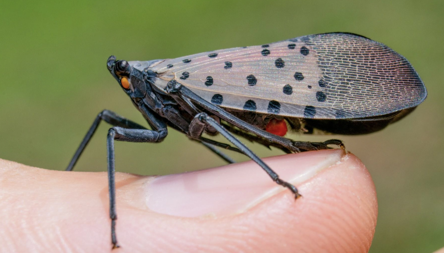 spotted lanternfly