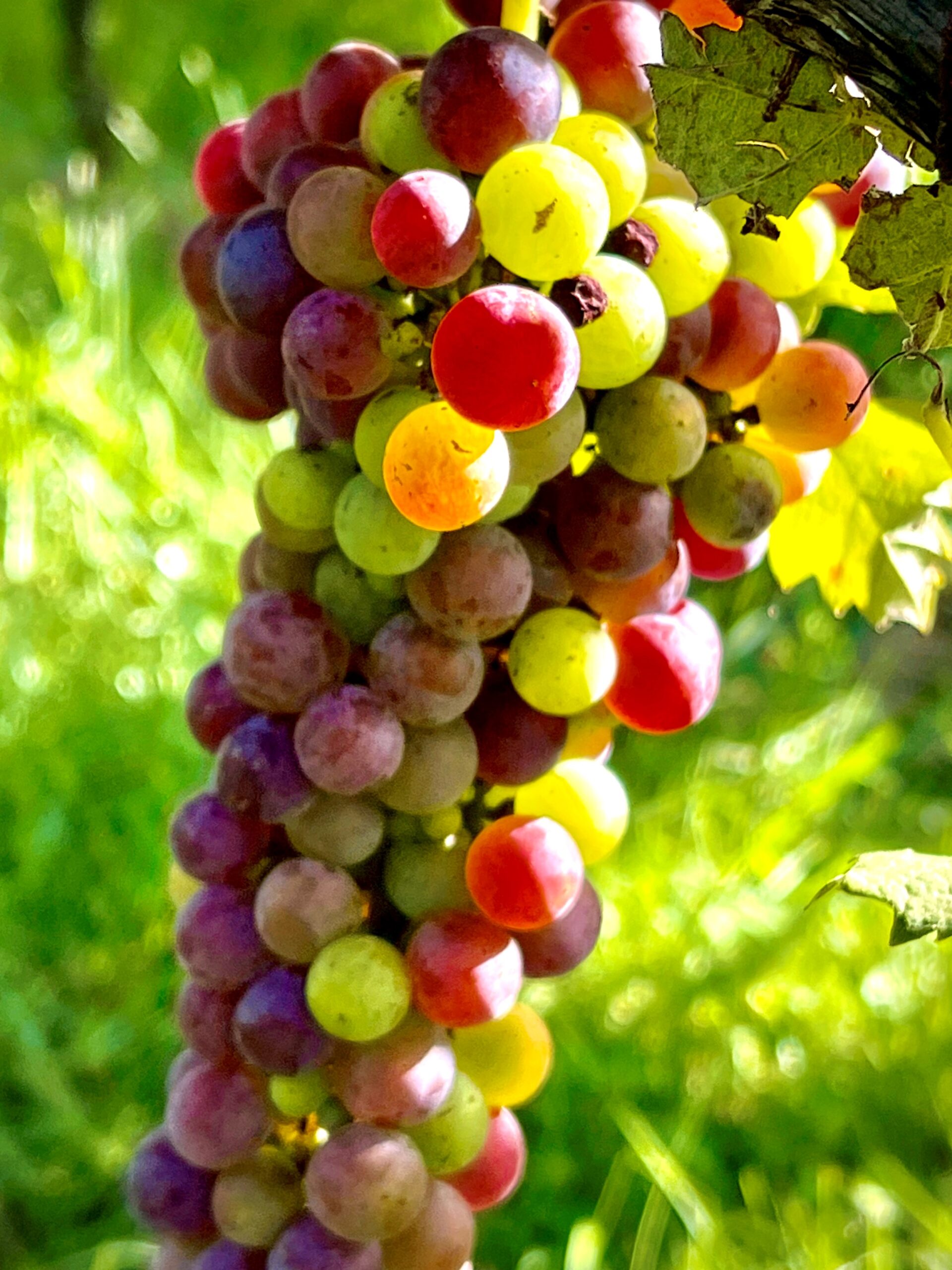 grapes in August